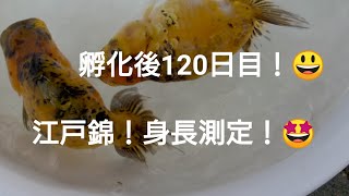 孵化後120日目の江戸錦！😀