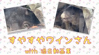 【wombat】すやすやワインさん with過去動画集☆(Sleeping Wine)