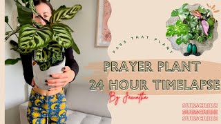 24 Hour Timelapse of Prayer Plants | Calathea Makoyana \u0026  Maranta Houseplants | Prayer Plant Care