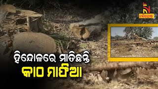 Timber Mafias are illegally Cutting Down Trees in Hindol, Dhenkanal District | NandighoshaTV