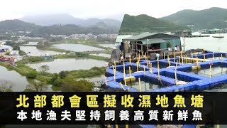 TVB星期日檔案 北部都會區擬收濕地魚塘 本地漁夫堅持飼養高質新鮮魚 自學研究營養飼料、貨櫃移動魚排 -TVB News -香港新聞