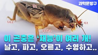 우리나라에서 '최고의 재능을 가진 곤충!'  파고, 오르고, 수영하고 심지어 날기까지  #땅강아지#곤충사육#재능