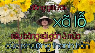 25/12/2024☎️Mỹ Tiên🌼mai vàng giá rẻ🌼siêu bông sài gòn, cúc phượng thanh trân siêu nụ, lặt lá mai tết