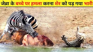 जब शिकारी खुद बन गया शिकार | When Predators Become Prey | Animal Fight