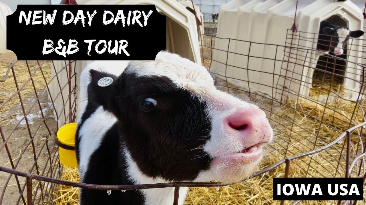 New Day Dairy B&B Farmstay Tour In Iowa USA - YouTube