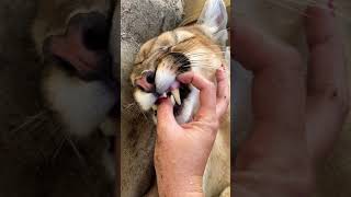 Cougar PURRING, Adorable 🥰😻