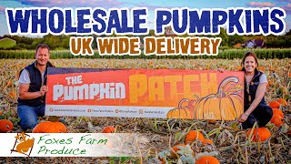 Wholesale pumpkins in bulk from Foxes Farm Produce