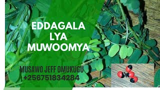 MUWOOMYA Bakyaala (Emigaso Gyo Olusiiti)