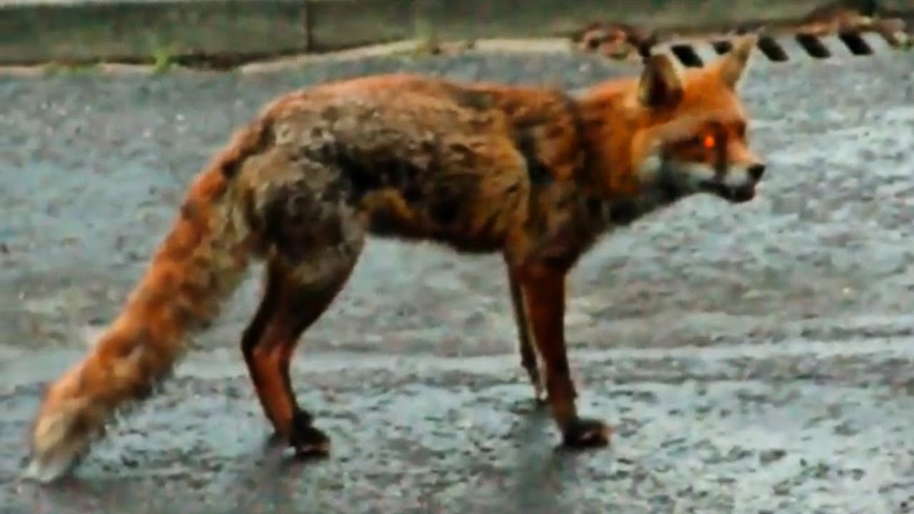 Dog Saves Cat From Fox! - YouTube