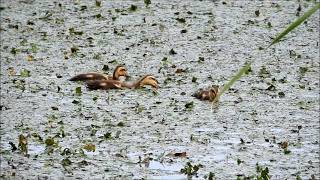 アオサギ・カルガモ親子・カワセミ　今日の鳥　2021 6 7