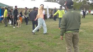 北海道犬保存会　北関東支部展覧会　全犬優勝　パレード