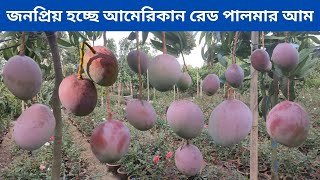 রংপুরে আমেরিকান রেড পালমার আম চাষ।। American Red Palmer Mango