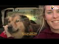 the happiest dog rescue stories the dodo