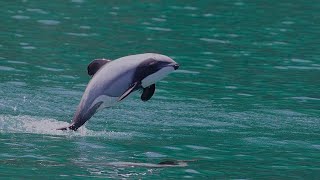 Hector Dolphin 🐬❤ New Zealand Endangered species 👍