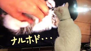 じゃまだよ　猫ちゃんとヒメちゃんはお友達104