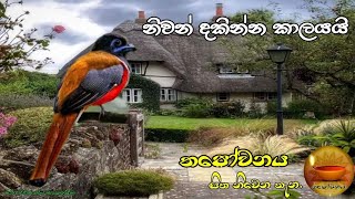 ඕස්ට්‍රේලියාවේ සිටින අයට සත්‍යය ධර්මය ඇසෙයි ඒ ධර්මය ගවේශණය කරන්න සිත යොමු වෙයි#Thapowanaya 🏵🏵🪔