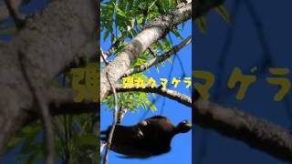 〖弾丸クマゲラ〗再編2024.6.2