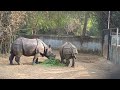 யானை🐘 மூக்கு கொம்பன் காண்டாமிருகம் ஒற்றைக்கொம்பன்🦏 elephant rhinoceros vandalur zoo வண்டலூர் பூங்கா