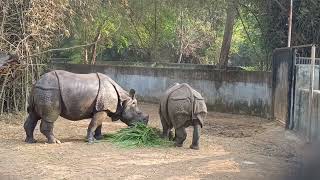 யானை🐘#மூக்கு கொம்பன்#காண்டாமிருகம்# ஒற்றைக்கொம்பன்🦏#Elephant#rhinoceros#vandalur zoo#வண்டலூர் பூங்கா