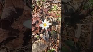 Welcome Bloodroot, Harbinger of Spring