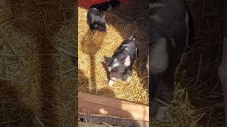 Three little pigs agility training!