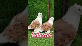 Khubsurat Jodi kabutar #birds #kabutar #miralitv #parrot