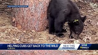 Rescued bear cubs arrive at Auburn wildlife center