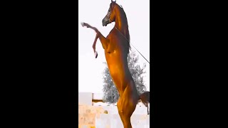 Funny Horses Show Strength Try Not To Laugh It's Really Strongest Horse Funny Video 2022 # 52