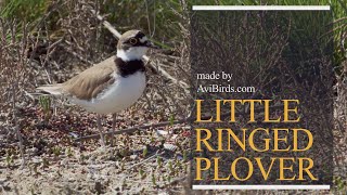 Little Ringed Plover [Charadrius Dubius]