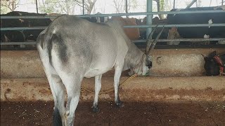 Hallikar cow in Telangana | Desi Breed cow farm | cow farm