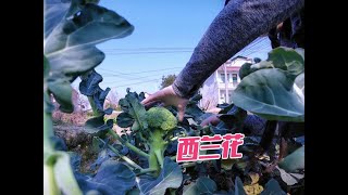 西兰花陆续采摘，红菜苔长势喜人，短粗胖好可爱，解压治愈的菜园