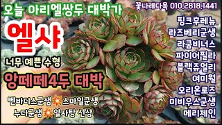 오늘 엘샤군생, 앙떼떼4두, 아리엘쌍두, 오리온로즈, 라즈베리군생 대박대박 ~ 💥꽃나래다육 010.2818.1441