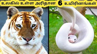 அரிதான உயிரினங்கள் || Six Amazing Rarest Animals Part 3 || Tamil Info Share