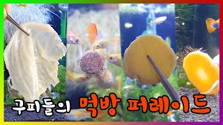 [구피키우기 시리즈26] 구피들의 먹방 퍼레이드 ★1년간의 특식 모음전