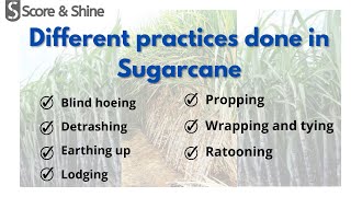 DIFFERENT PRACTICES IN SUGARCANE | LODGING| PROPPING| DETRASHING|WRAPPING \u0026 TYING| AFO | AO |NABARD