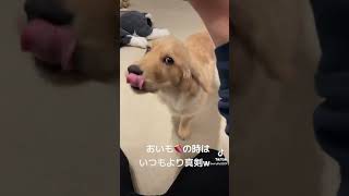 さつまいもが好き過ぎる愛犬がコチラ　#ゴールデンレトリーバー #子犬 #ゴールデンレトリバーパピー  #ベリーライフ #goldenretriever