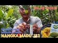 MENENTUKAN CABANG UTAMA BIBIT NANGKA J33 || TEKAM YELLOW || JURAGAN 33 #nangkamadu #j33 #tekamyellow