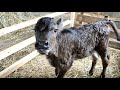 和牛の育て方：子牛の人口哺乳　how to grow wagyu cattle artificial feeding