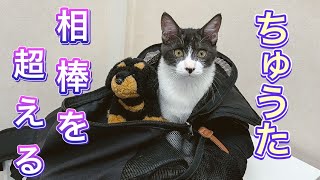 4か月齢、一番やんちゃだった頃の猫ちゅうたの暴れん坊ぶりがパワフルすぎました【子猫ちゅうたの成長記録】