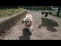 お散歩（ぐりーんふらわー牧場、赤谷湖）【シーズー 犬 shih tzu dog】