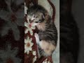 ひたすら眠る子猫がかわいい　　sleeping kitten