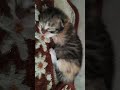 ひたすら眠る子猫がかわいい　　sleeping kitten