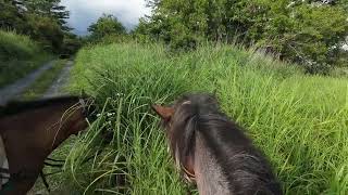 🐴【外乗】樹海で走りました！＠紅葉台木曽馬牧場（富士山麓の河口湖付近）