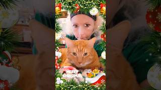 Merry Catmas 🎄🐈 #cat #gingercat #christmas #catlover #funnycats