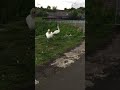 dog v swans. japanese spitz coco meets some sassy swans japanesespitz