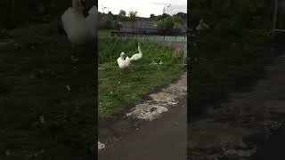 Dog V Swans. Japanese Spitz Coco meets some sassy swans #japanesespitz