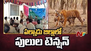 పల్నాడు జిల్లాలో పులుల టెన్షన్‌ | Tiger's Tension In Palnadu | Ntv