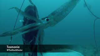 Massive Squid Takes Our Bait in Tasmania