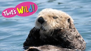 Sea Otter Fur | That's Wild