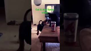 try not to laugh ! funny videos #shorts #animalfunnyvideos #canmakeyoulaugh